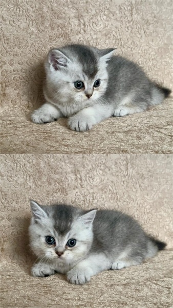 British Shorthair, Kedi  Oğluşum fotoğrafı