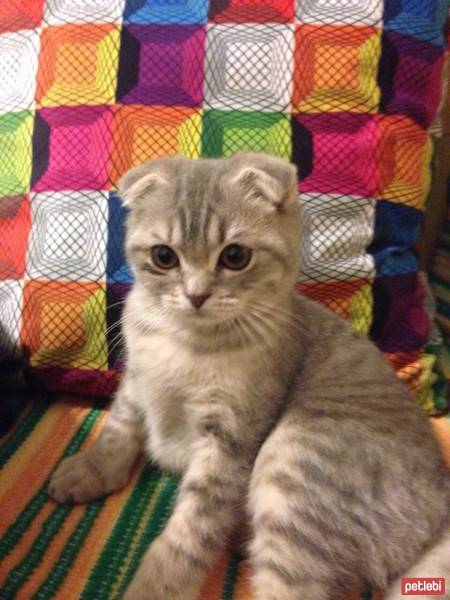 Scottish Fold, Kedi  Behlül fotoğrafı