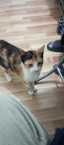 American Wirehair, Kedi  Çiçek fotoğrafı