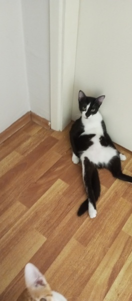 American Wirehair, Kedi  Çiçek fotoğrafı