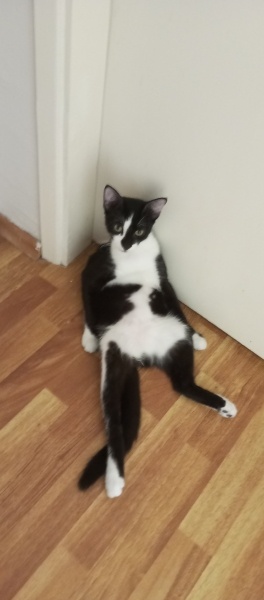 American Wirehair, Kedi  Çiçek fotoğrafı