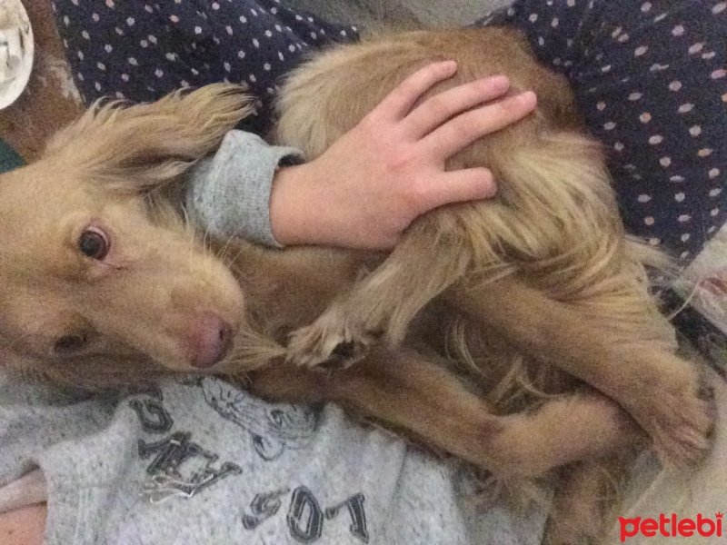 Amerikan Cocker Spaniel, Köpek  Tarçın fotoğrafı
