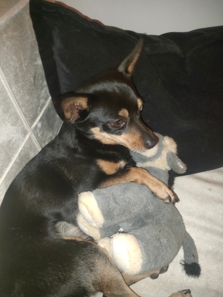 Minyatür Pinscher, Köpek  Herkül fotoğrafı
