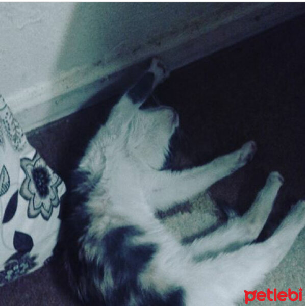 Tekir Kedi, Kedi  PONÇİK fotoğrafı