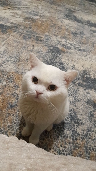 British Longhair, Kedi  Fredy fotoğrafı