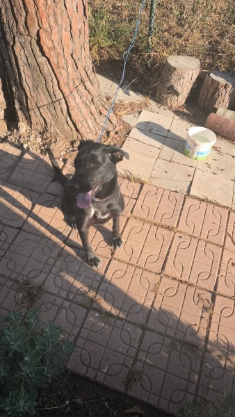 Labrador Retriever, Köpek  Karam fotoğrafı