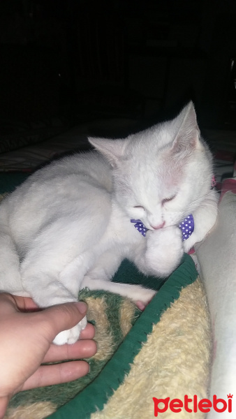 Ankara Kedisi, Kedi  Mırnakk fotoğrafı