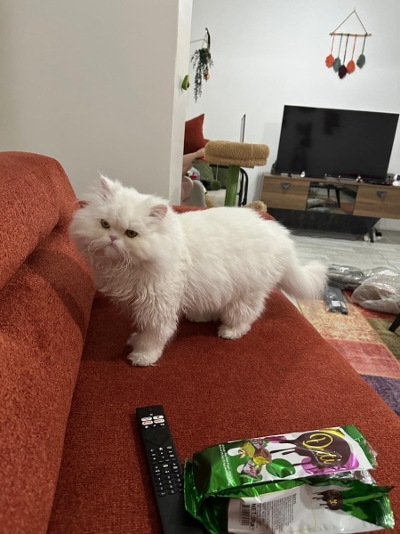 İran Kedisi (Persian), Kedi  Aurora fotoğrafı