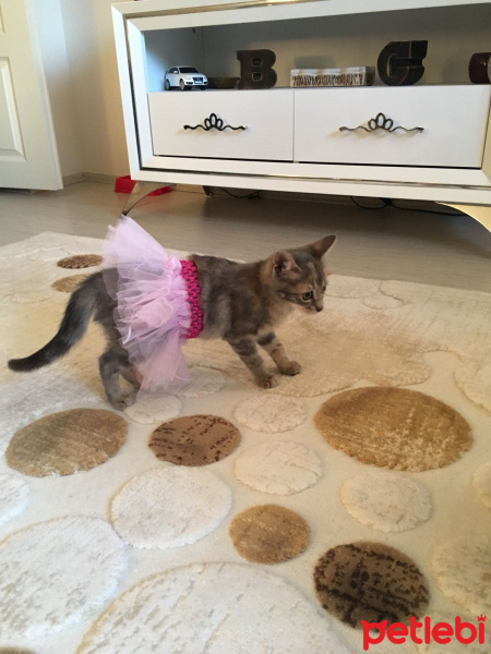 Tekir Kedi, Kedi  çakıl fotoğrafı