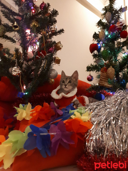 Tekir Kedi, Kedi  çakıl fotoğrafı