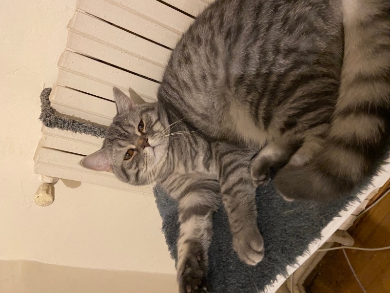 British Shorthair, Kedi  Duman fotoğrafı