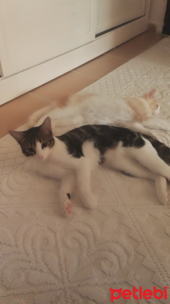 Tekir Kedi, Kedi  MAYA fotoğrafı