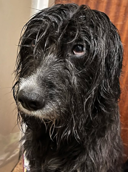Katalan Çoban Köpeği, Köpek  Nera fotoğrafı