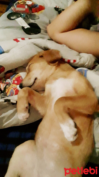 Labrador Retriever, Köpek  Badem fotoğrafı