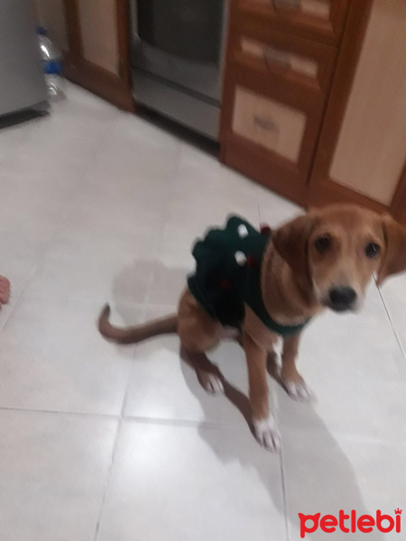 Labrador Retriever, Köpek  Badem fotoğrafı