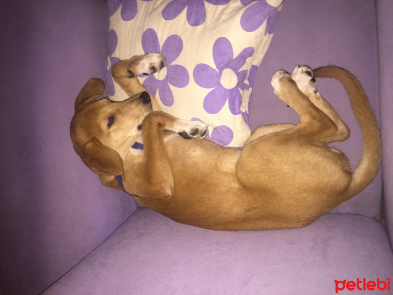 Labrador Retriever, Köpek  Badem fotoğrafı