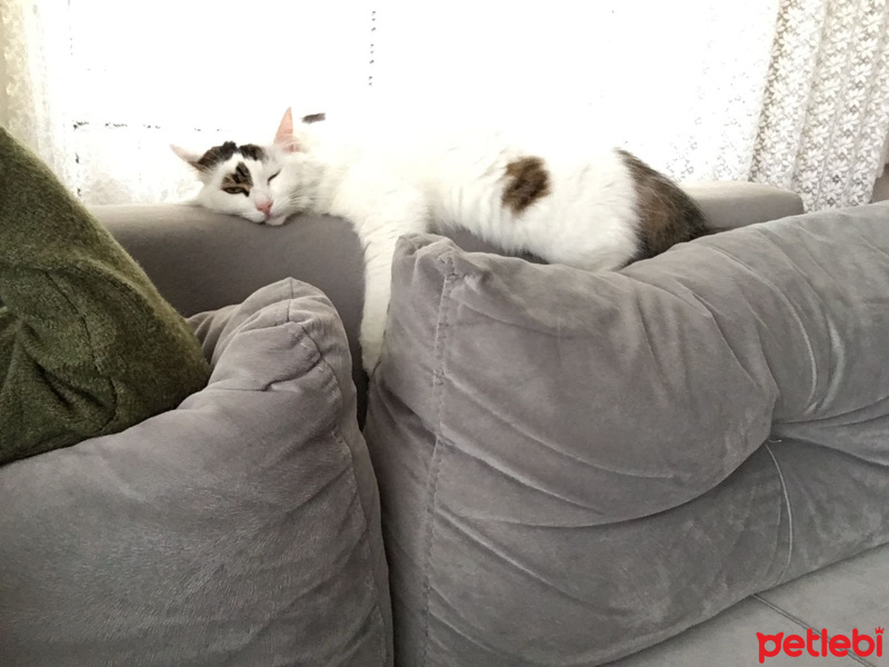 Tekir Kedi, Kedi  Sushi fotoğrafı