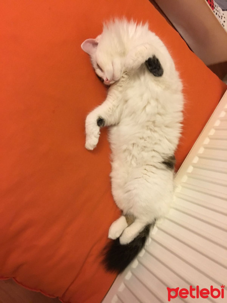 Tekir Kedi, Kedi  Sushi fotoğrafı