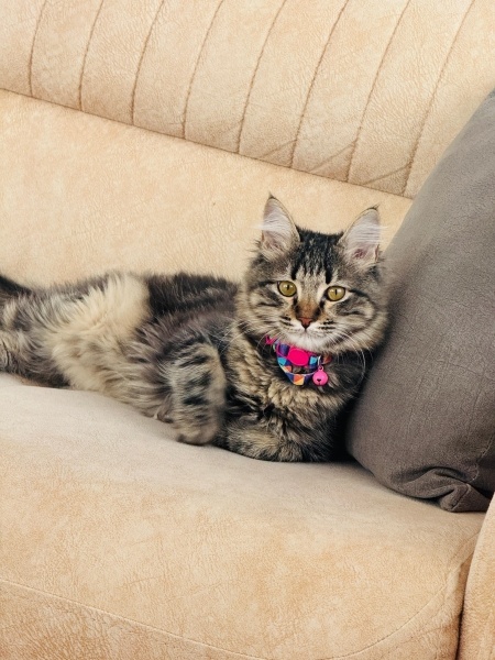 Tekir Kedi, Kedi  Şansli fotoğrafı