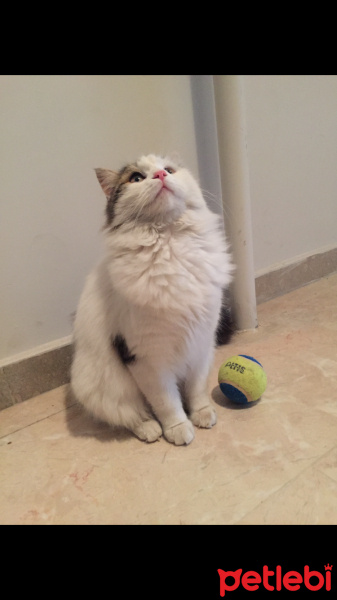 Ankara Kedisi, Kedi  Pamuk fotoğrafı