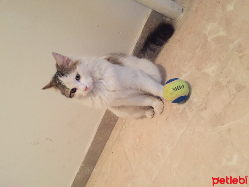 Ankara Kedisi, Kedi  Pamuk fotoğrafı