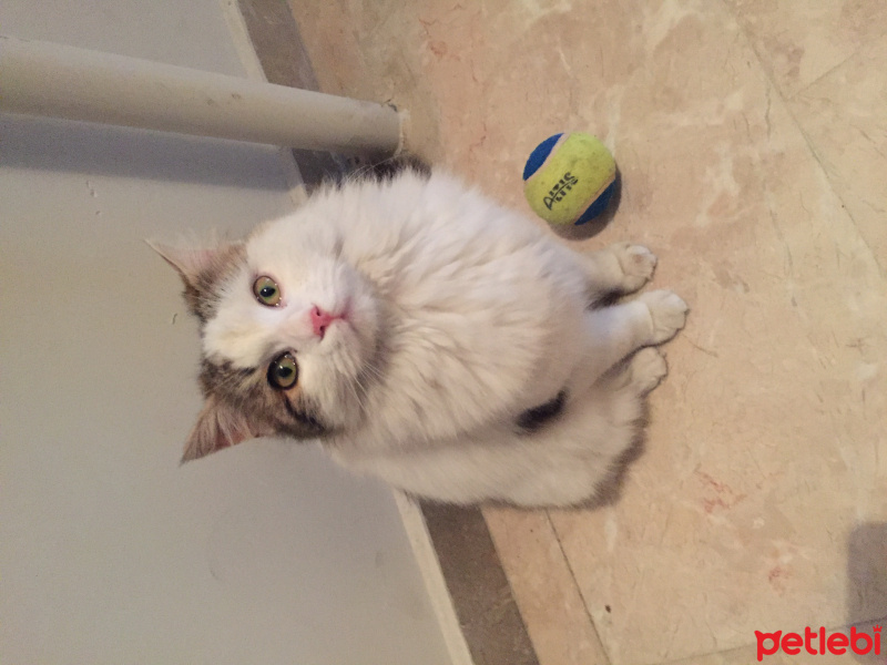 Ankara Kedisi, Kedi  Pamuk fotoğrafı