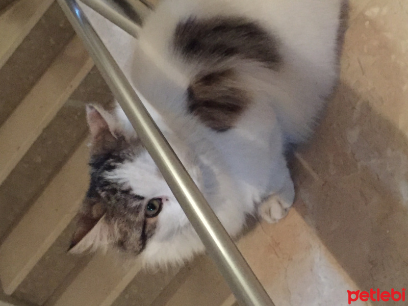 Ankara Kedisi, Kedi  Pamuk fotoğrafı