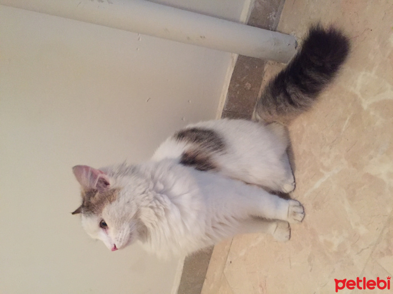 Ankara Kedisi, Kedi  Pamuk fotoğrafı