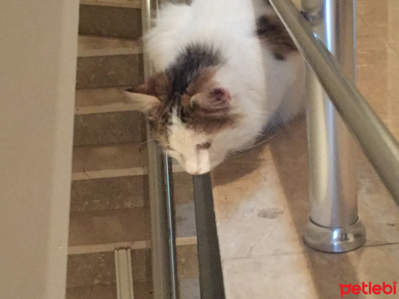 Ankara Kedisi, Kedi  Pamuk fotoğrafı