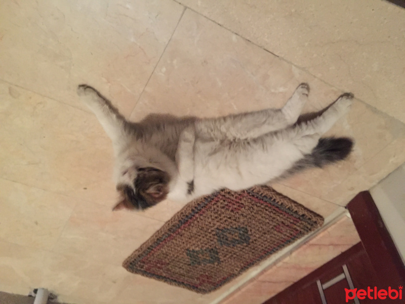 Ankara Kedisi, Kedi  Pamuk fotoğrafı