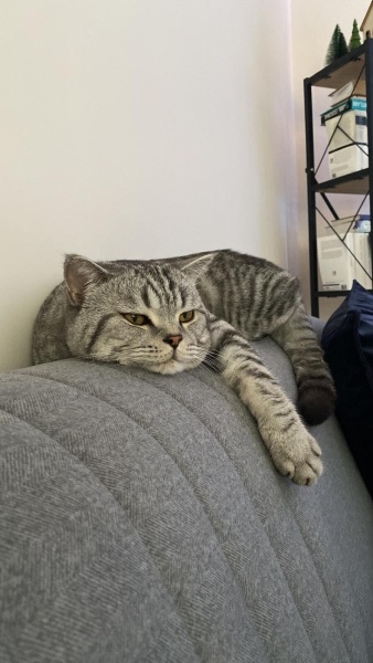 Brazilian Shorthair, Kedi  DUMAN fotoğrafı