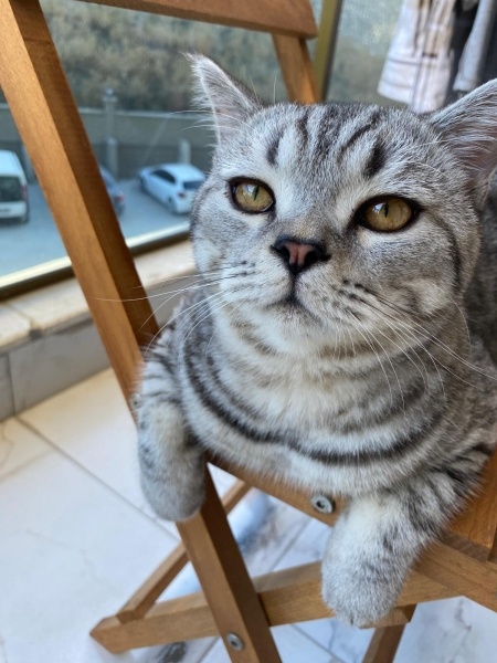 Brazilian Shorthair, Kedi  DUMAN fotoğrafı