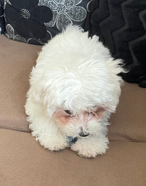 Maltese, Köpek  Lady fotoğrafı