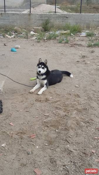 Sibirya Kurdu (Husky), Köpek  asi fotoğrafı