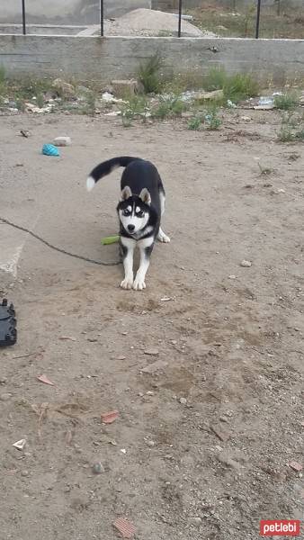 Sibirya Kurdu (Husky), Köpek  asi fotoğrafı