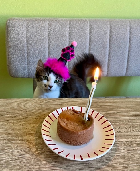 Tekir Kedi, Kedi  TUGİ fotoğrafı