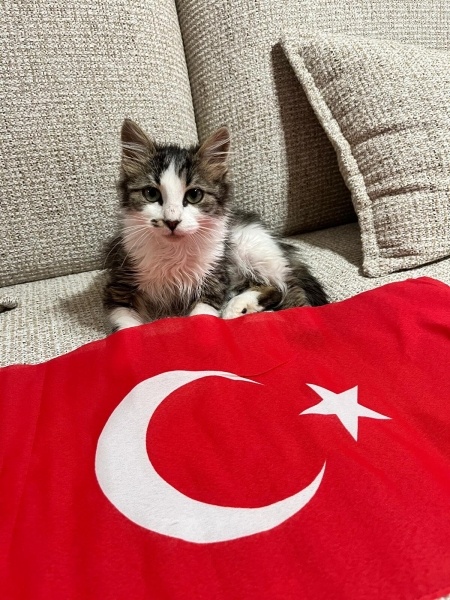 Tekir Kedi, Kedi  TUGİ fotoğrafı
