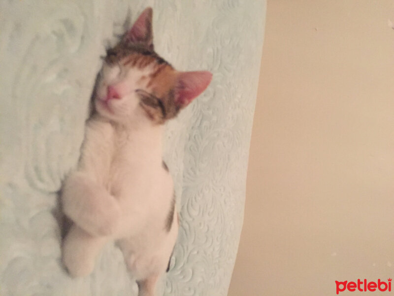 American Wirehair, Kedi  Fıstık  fotoğrafı