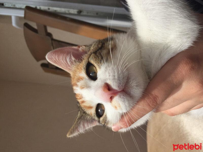 American Wirehair, Kedi  Fıstık  fotoğrafı