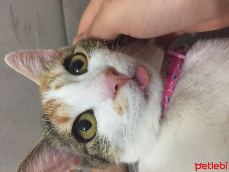 American Wirehair, Kedi  Fıstık  fotoğrafı