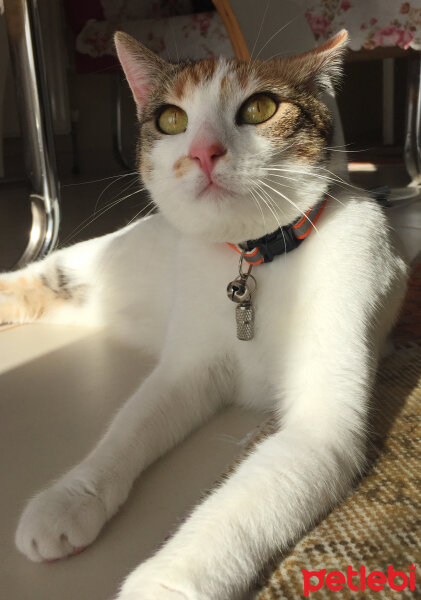 American Wirehair, Kedi  Fıstık  fotoğrafı