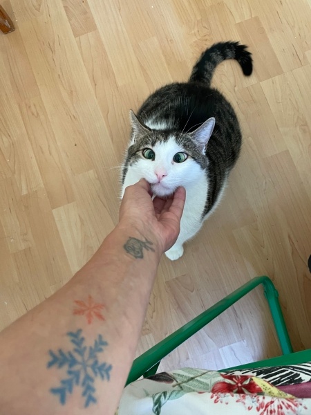Tekir Kedi, Kedi  Dobby fotoğrafı