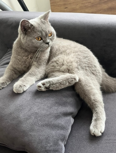 British Shorthair, Kedi  Cindy fotoğrafı
