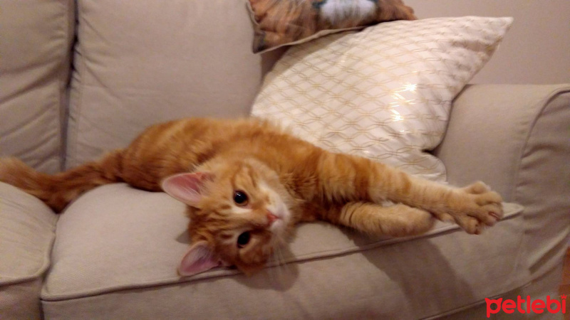 Tekir Kedi, Kedi  Efe fotoğrafı