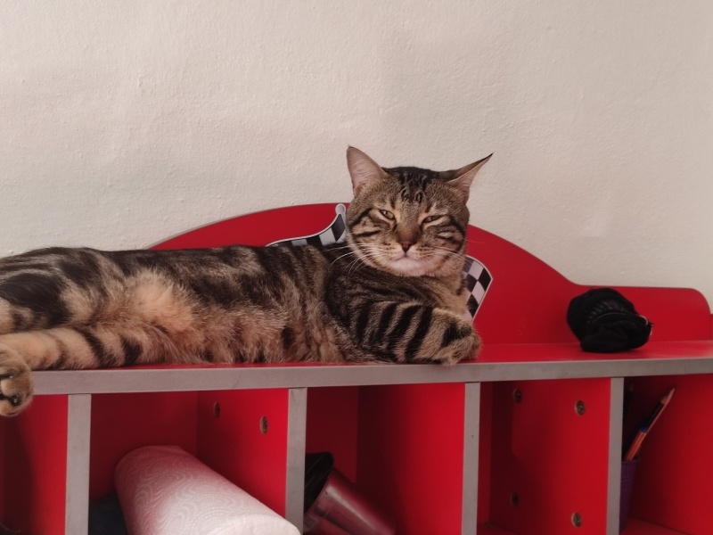 Tekir Kedi, Kedi  Minik fotoğrafı