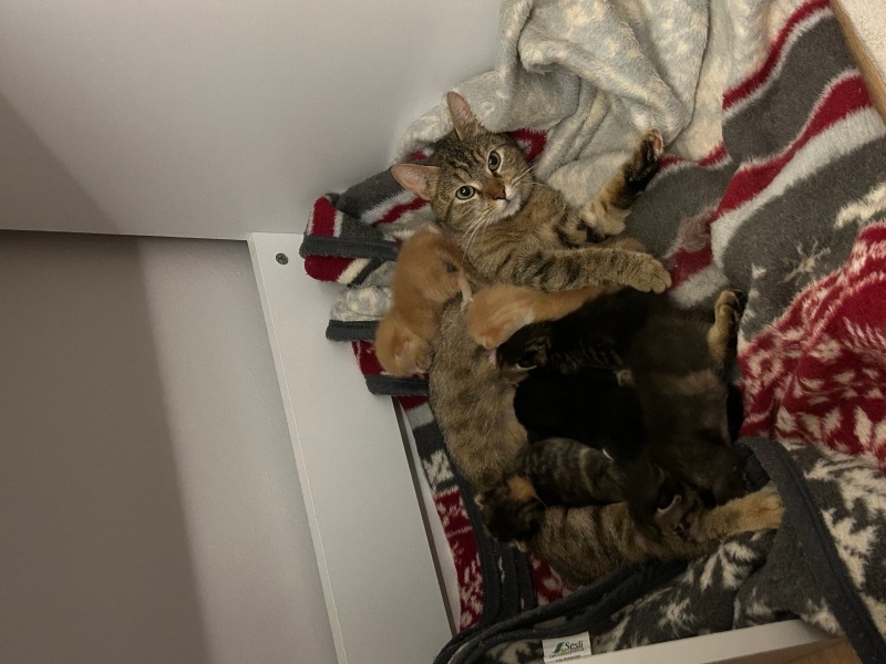 Tekir Kedi, Kedi  Karam fotoğrafı