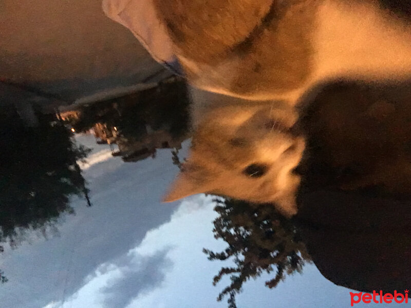 Tekir Kedi, Kedi  Clementine fotoğrafı