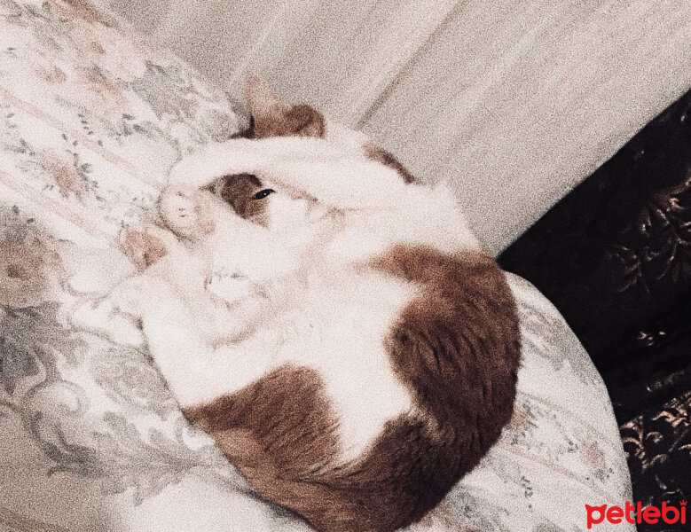 Tekir Kedi, Kedi  Clementine fotoğrafı