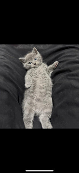 British Shorthair, Kedi  Paşa fotoğrafı
