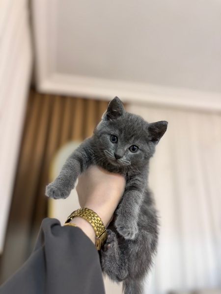 British Shorthair, Kedi  Paşa fotoğrafı